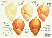 onion watercolor by vorobik